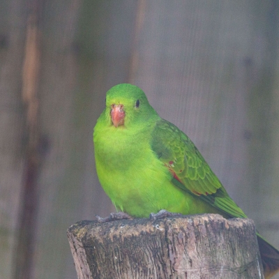 Regent parrot - De Zonnegloed - Animal park - Animal refuge centre 